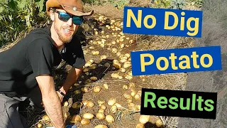 No Dig Potatoes!! See what happens when you plant potatoes on top of soil.Very surprising results!