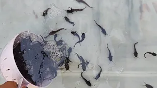 Growing Catfish at Home.  This is how i grow my own catfish.