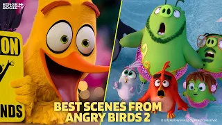 BEST SCENES from ANGRY BIRDS 2 | Cartoon For Kids