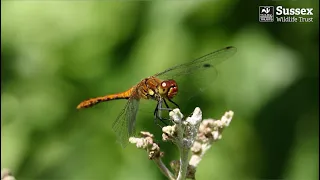 A Beginner's Guide to Dragonflies and Damselflies: Part 1