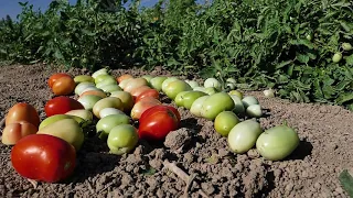 Tomato Galilea