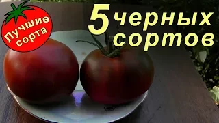 Черные томаты (лучшие сорта томатов)
