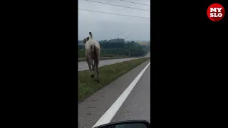 В Тульской области по трассе бегает верблюд