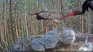 Must-toonekurg, Karula, EE 2021_06_21 Nestgeschehen am Mittag - Wasser  Brutwechsel - Fütterungen