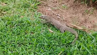 Exploring Putrajaya Wetland Park!Big monitor lizards and other animals roam the park!🤓🏞️#adventure