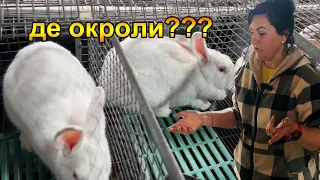 Де окроли? Розведення кролів термонська біла. Життя в селі