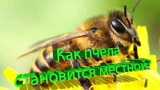 Профессор Кашковский: Как пчела становится местной?