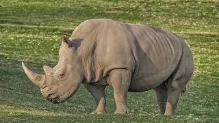 San Diego Zoo Kids - Rhino Crash Course