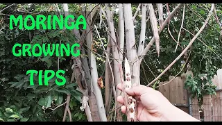 The SECRET To Growing MORINGA | Propagation Tips