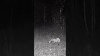 Fox caught on trail cam at night #shorts #trending #youtubeshorts #fox