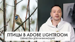 Обработка фотографий ПТИЦ в Adobe Lightroom с самого начала - пошагово | Внеочередной выпуск