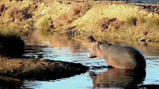 Amazing Wildlife of Botswana - 8K Nature Documentary Film (with music), Nature