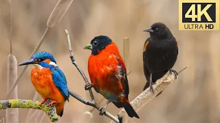 The Most Colorful Birds in 4K - Beautiful Birds Sound in the Forest | Bird Melodies