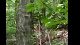 Another Bigfoot Watching (The Squatch Zone)