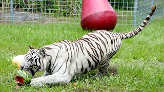 Big Cats + Watermelons = Summer FUN!