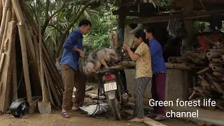 Robert take pigs to the village to sell. Robert | Green forest life