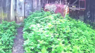 Creepy ABANDONED farm house and barn!