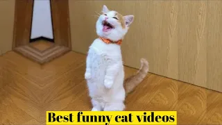 OMG So Cute Cats ❤ Best Funny Cat Videos 2021 #20