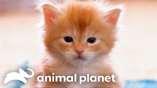 These ADORABLE Maine Coon Kittens Explore Their New Home | Too Cute! | Animal Planet