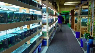 April's Aquarium,  An Aquarium Co-Op Inspired Fish Store