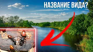 Тест - как хорошо ты знаешь виды муравьев?