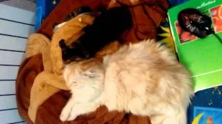 кот vs морская свинка ?) Cat vs Guinea pig ? ;)