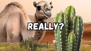 Why Camels Eat Cactus - The Mystery Behind Camel Eating Cactus Explained!