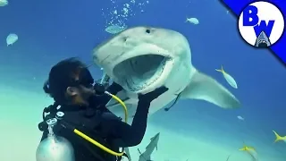 Tiger Shark Encounter – Director's CHOMP!