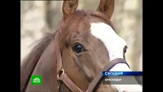 Производители Восхода 2012: Азлак, Абсолютный, Паскуаль