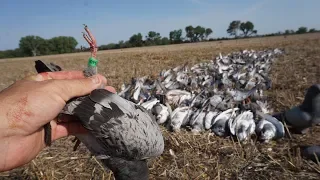 WILD Pigeon Hunting with 2 BANDS! (COPS CALLED)