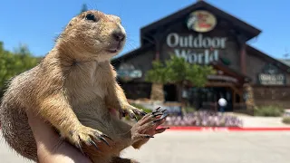 Big Ounce Goes to the Gym (Drowns at Bass Pro Shops)