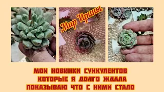 #мояколлекция Мои новинки суккулентов | Которые я долго ждала | Показываю что с ними стало●☆▪︎☆▪︎☆