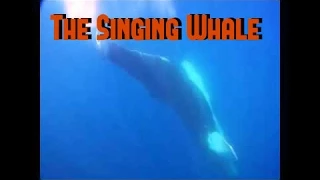 Whale sounds: The singing whale - humpback whale sound