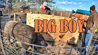 Loading a GIANT Boar and Bringing Him Back to the Farm