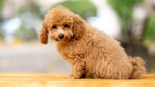 Maltipoo Puppy First Time Grooming ❤️