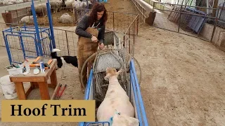 How I Hoof Trim Our Sheep (USING THE VENO TURNTABLE): Vlog 142