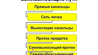 Лекция Гистология мужской половой системы