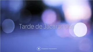 Tarde de jacarandas