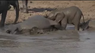 Safari Live : Mud Bath Time for the Elephants at Djuma Dam Sept 16, 2017