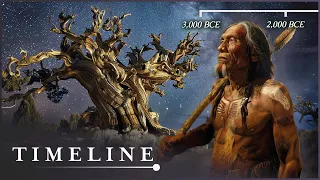 The Ancient Mystery Of The Methuselah Tree | The Oldest Tree On Earth | Timeline