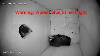 Warning : Violent blue tit fight over nest.