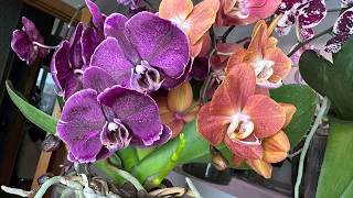 СТИМУЛЯЦИЯ ЦВЕТЕНИЯ ОРХИДЕЙ // как заставить орхидеи цвести даже самую КАПРИЗНУЮ орхидею