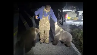 WATCH: Kodiak bear cubs cross Florida road