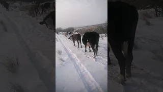 эти милые и забавные животные готовятся к Зимним Олимпийским Играм в Пекине заставят вас улыбнуться