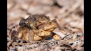 Жаба на жабе и забавный звук от самца жабы
