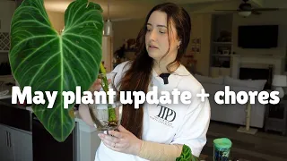 A Quick Houseplant Update Walkthrough With Some Plant Chores 🌿