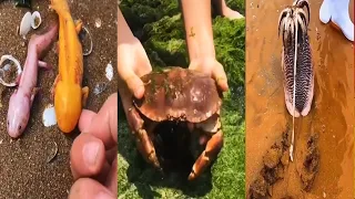 😍 Catching Seafood😍Deep Sea Octopus (Catch Crab, Catch Fish) Video #27