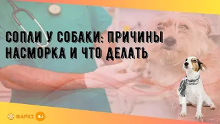 Сопли у собаки: причины насморка и что делать