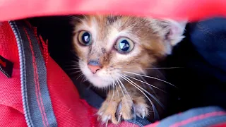 Skinny Kitten Found In The Trash Has Turned Into A Beautiful Cat