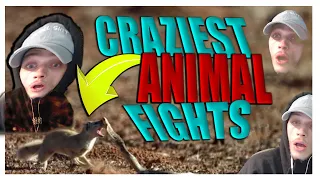 What Did I Just SEE! 14 craziest animal fights caught on camera (REACTION!!)